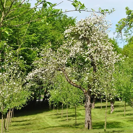 Waldhotel رينباخ