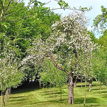 Waldhotel מלון ריינבאך
