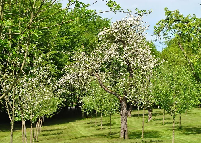 Waldhotel رينباخ